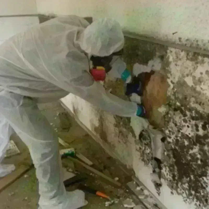 Mold Remediation and Removal in Buckingham, VA